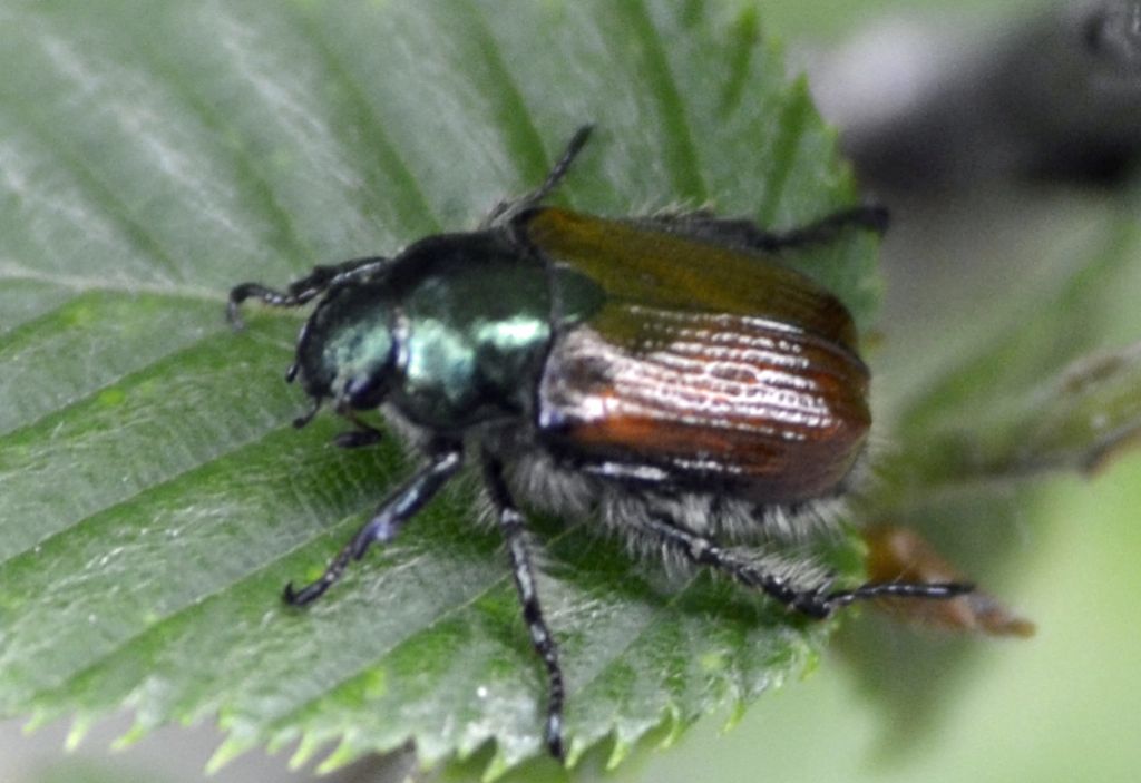 Phyllopertha horticola